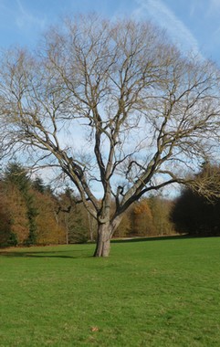 arbre du parc